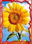 pic for Magic Sunflower